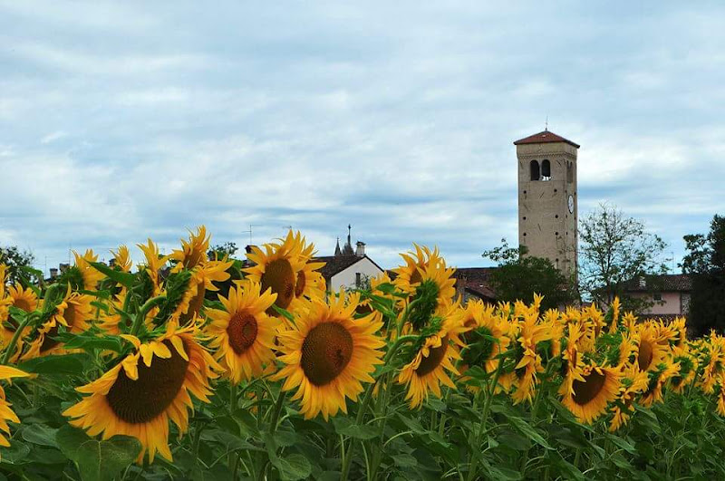 I girasoli di kaos