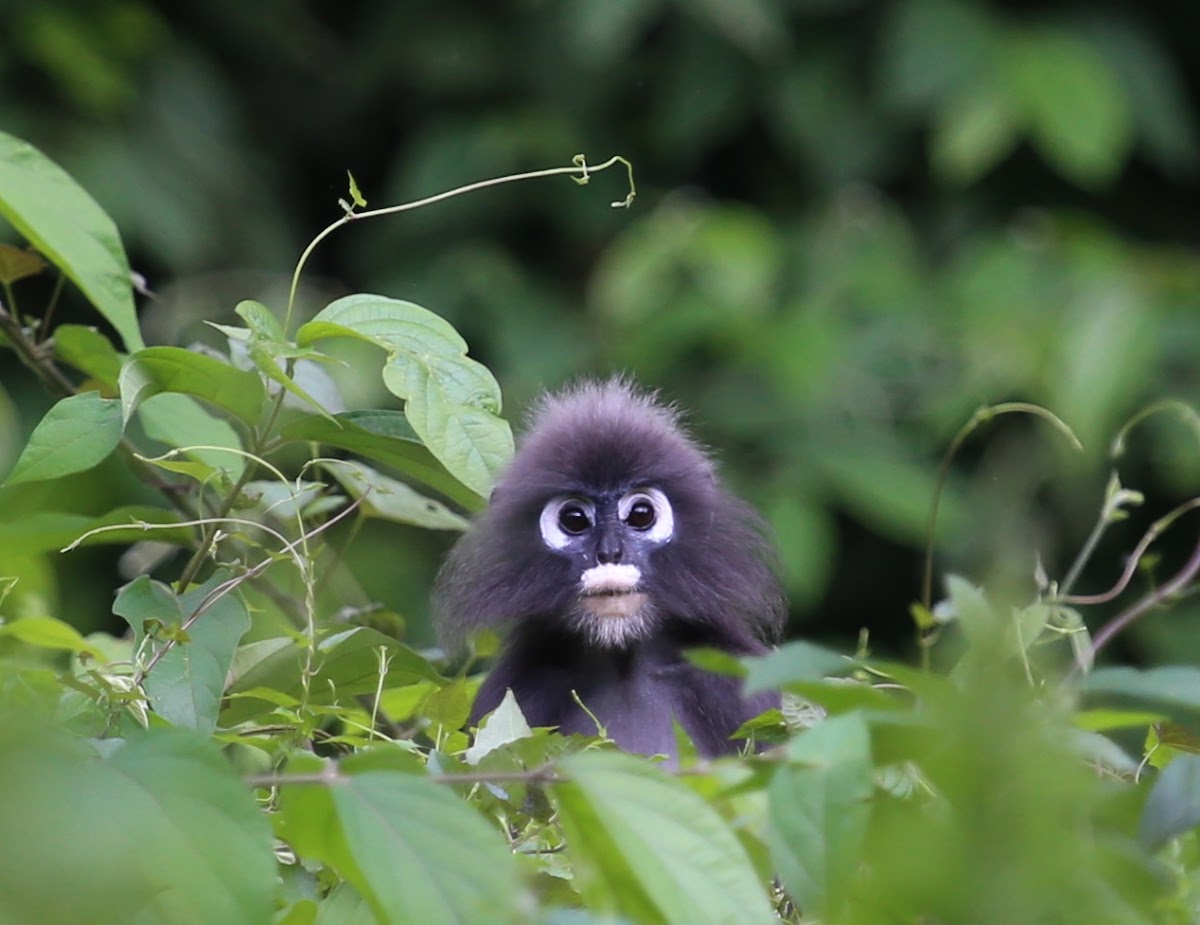 Spectacled Leaf Monkey