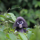 Spectacled Leaf Monkey