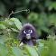 Spectacled Leaf Monkey