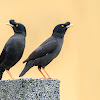 Crested myna