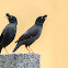 Crested myna