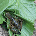 Kentucky River crayfish