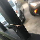 Morning Glory Plume Moth