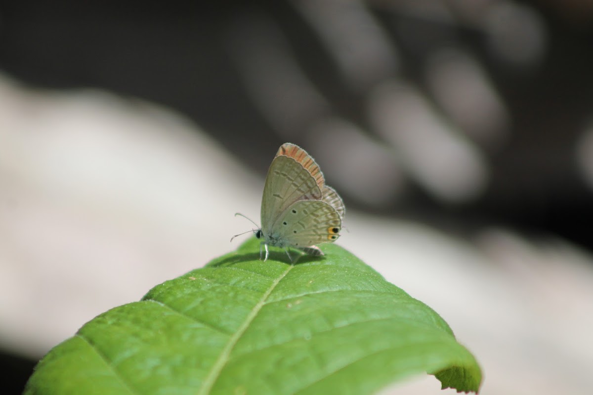 Gram Blue (Female)