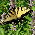 Eastern Tiger Swallowtail, male