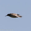 Common Sandpiper; Andarríos Chico