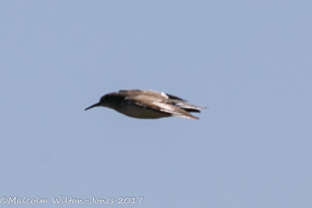 Common Sandpiper; Andarríos Chico