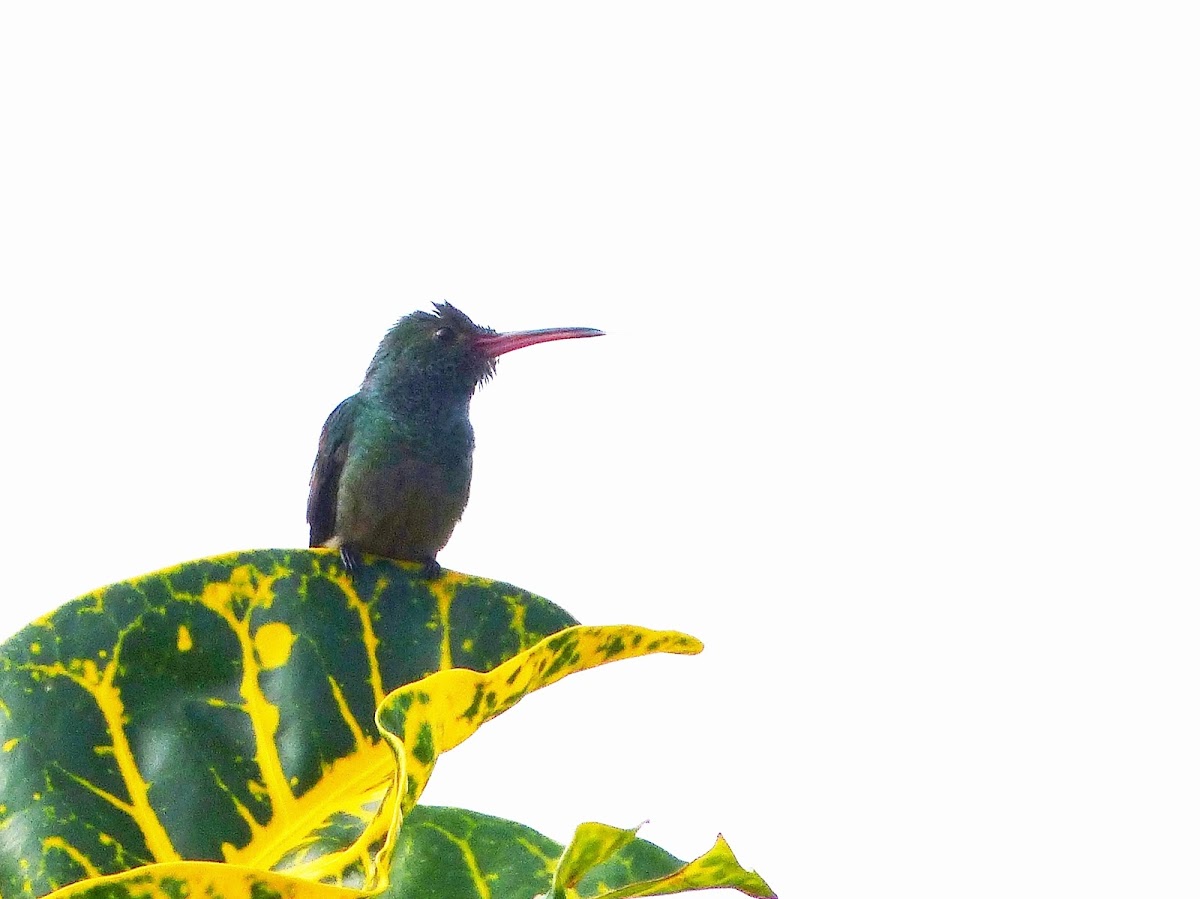 Blue-throated goldentail