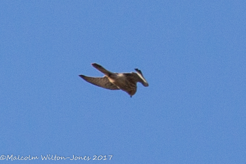 Kestrel; Cernicalo Real