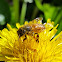 Western honey bee