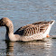 Greylag Goose