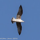 Immature Gull