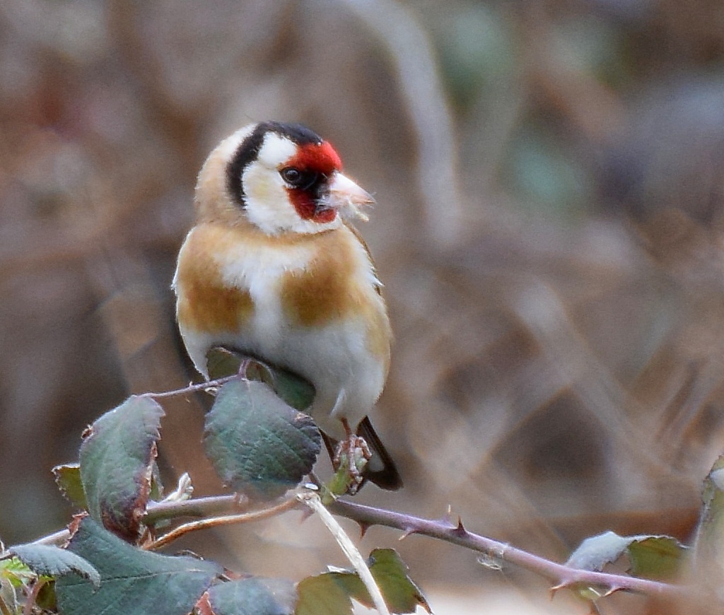 European Goldfinch