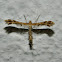 Crombrugghia Plume moth