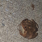 Eastern American Toad