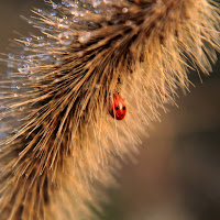 coccinella di 