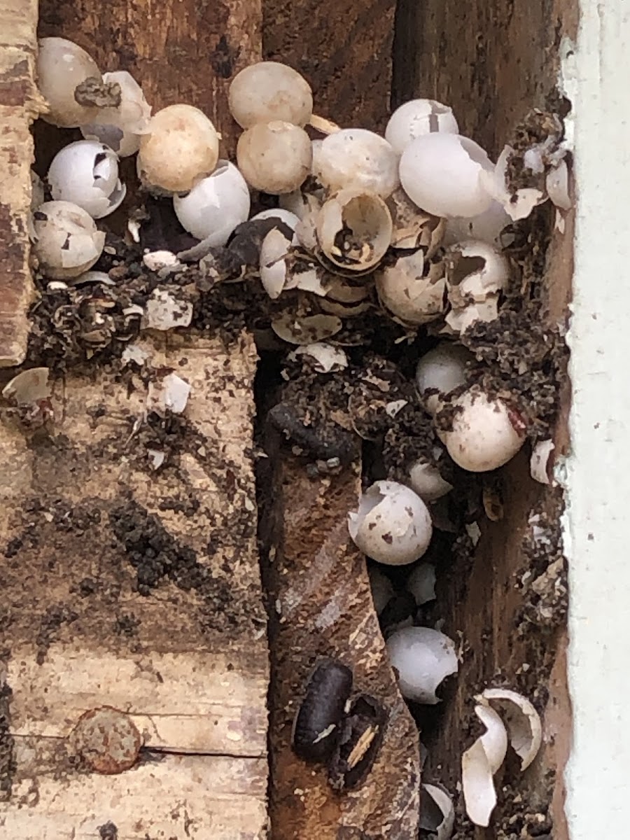 Anole Eggs