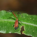 Net-winged Beetle