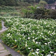 【竹子湖】苗榜花園餐廳