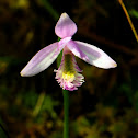 Rose Pogonia