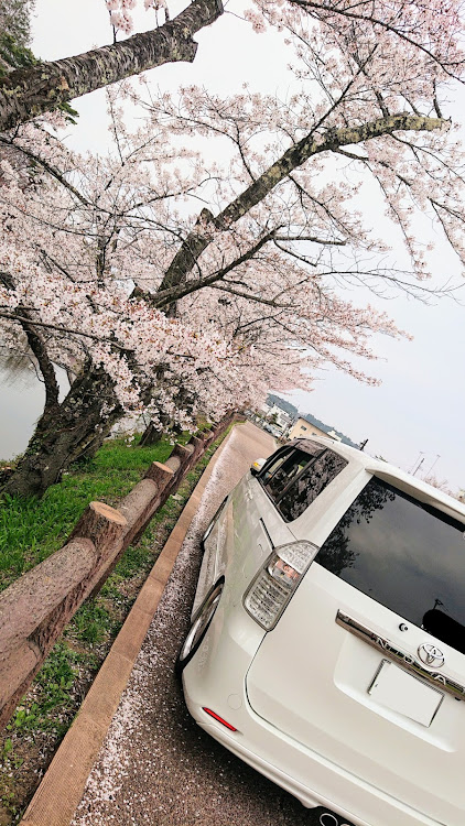 ノアのノア ヴォクシー エスクァイア・洗車・4月もよろしくお願い致します🌸・桜とコラボに関するカスタム事例の投稿画像1枚目