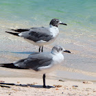 Laughing gull