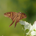 Blurry-striped Longtail