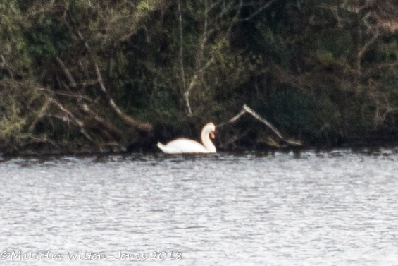 Mute Swan