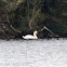 Mute Swan