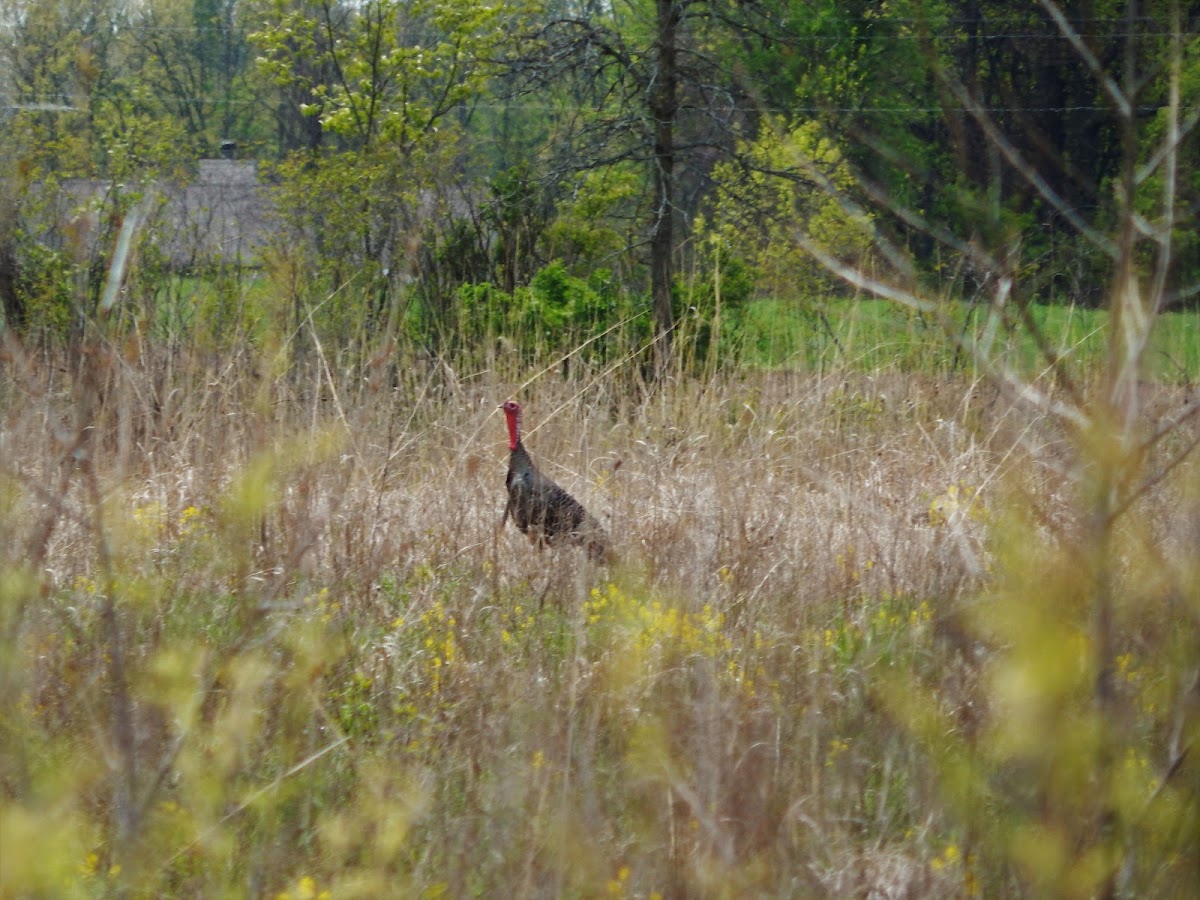 Wild Turkey