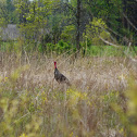 Wild Turkey