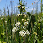 Whorled Milkweed