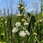 Whorled Milkweed