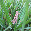 Lesser marsh grasshopper