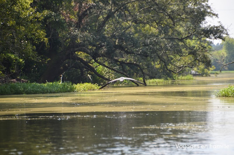 Blue heron swamp tour