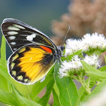 Butterflies and Moths of Indonesia