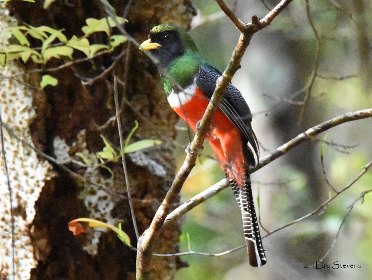 Collared Trogon