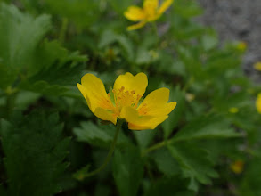 休憩地の周りはミヤマキンバイの花畑