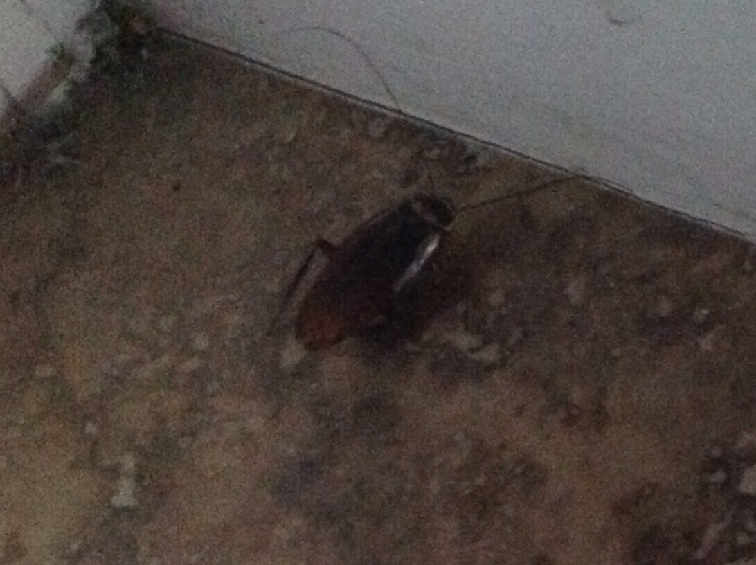 American Cockroach ( Adult )