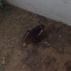 American Cockroach ( Adult )