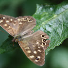 Speckled Wood Butterfly