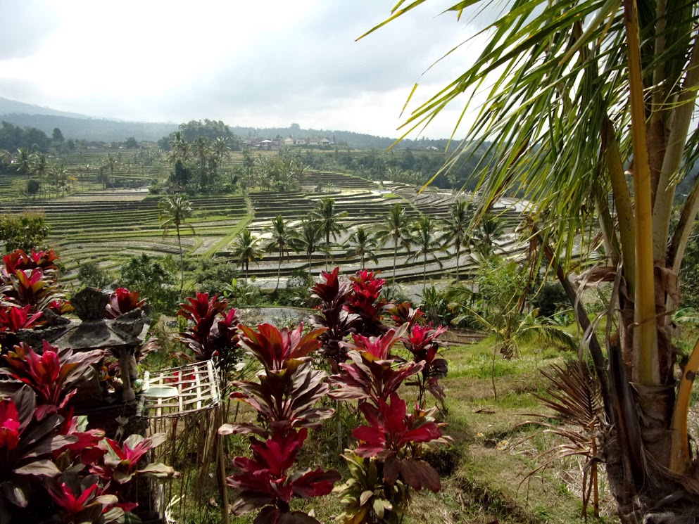 rizières Bali