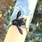 Southern Carpenter bee