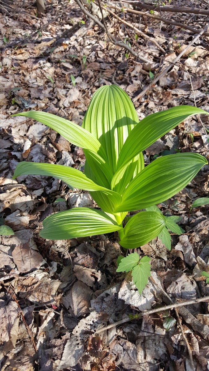 False Hellebore