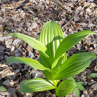 False Hellebore