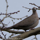 Collared Dove; Tórtola Turca