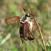 Cockchafer