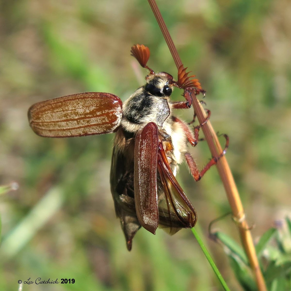 Cockchafer