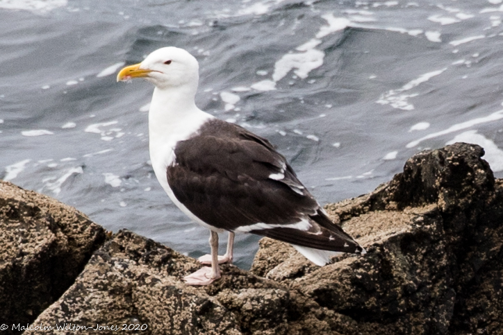 Great Black-backed Gull